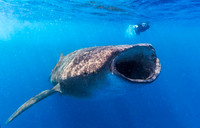 Whale Shark, Isla Mujeres351409