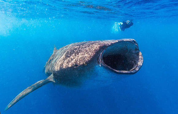 Whale Shark, Isla Mujeres351409