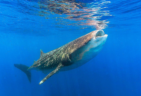 Whale Shark, Isla Mujeres3467