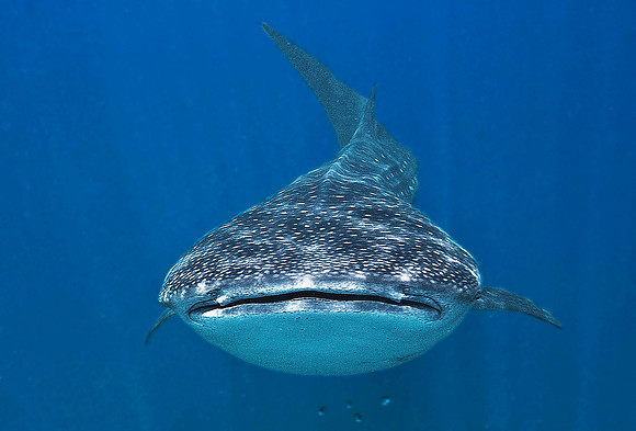 Whale Shark, Holbox0023