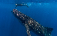 Whale Shark, Isla Mujeres3340