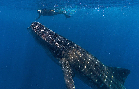 Whale Shark, Isla Mujeres3340