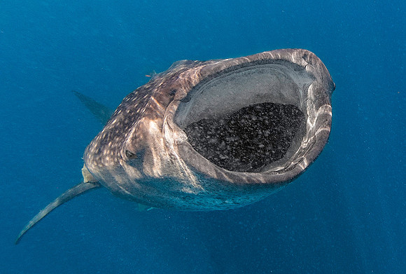 Whale Shark feeding on roe, Isla Mujeres3559