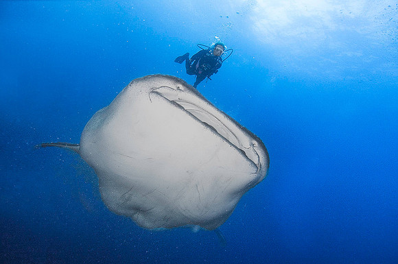 Whale Shark, Darwin Island4010