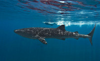 Whale Shark, Holbox0045