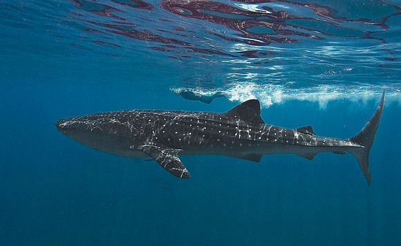 Whale Shark, Holbox0045