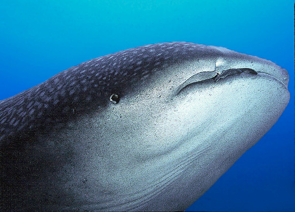 Whale Shark, Darwin Island