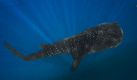 Whale Shark, Holbox0012