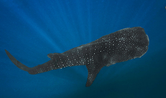 Whale Shark, Holbox0012