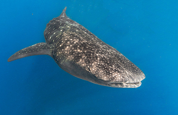 Whale Shark, Isla Mujeres3507