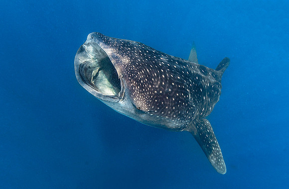 Whale Shark, Isla Mujeres3539