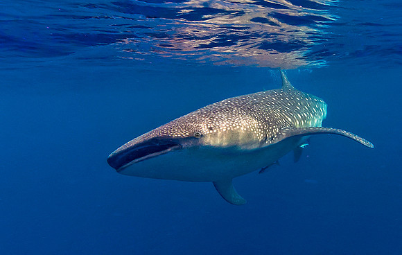 Whale Shark, Isla Mujeres3384