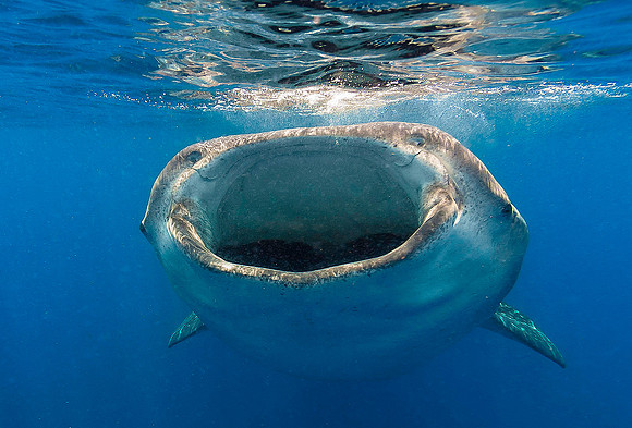 Whale Shark, Isla Mujeres3477