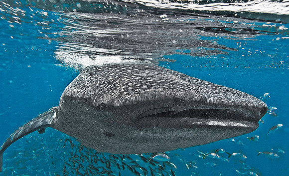 Whale Shark, Holbox0075