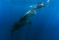 Underwater Limestone Caverns of Quintana Roo & Leviathan Whale Sharks - July 2014