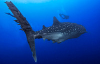Whale Shark, Darwin Island4024
