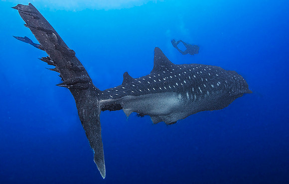 Whale Shark, Darwin Island4024