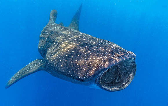 Whale Shark, Isla Mujeres3528