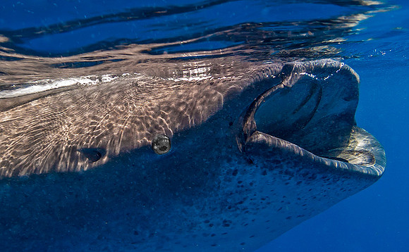 Whale Shark, Isla Mujeres3461
