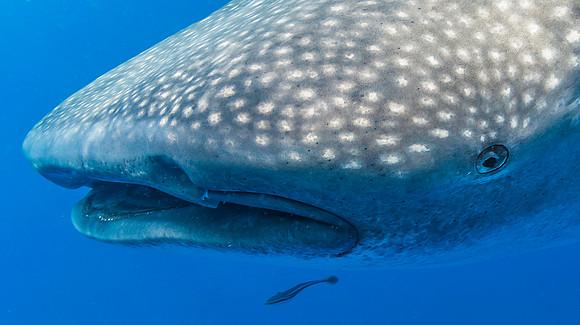Whale Shark, Isla Mujeres3441