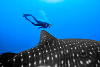Whale Shark, Darwin Island4003