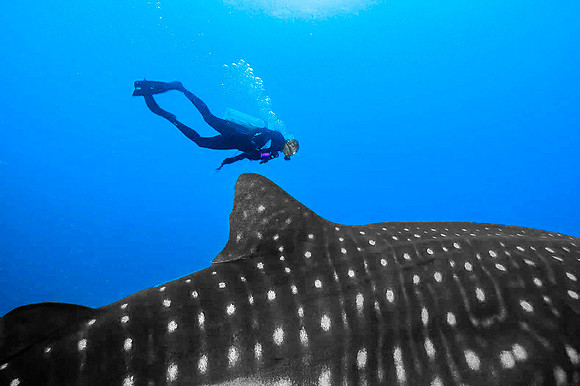 Whale Shark, Darwin Island4003