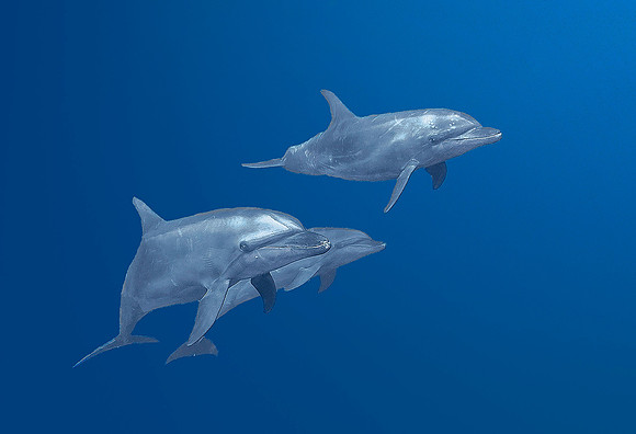 Bottlenose Dolphins3692