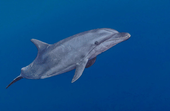 Bottlenose Dolphin 3725
