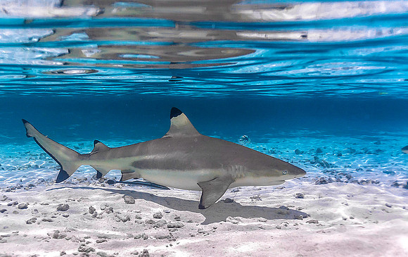 Black Tip Shark 4042