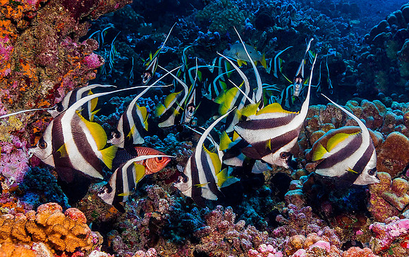 Bannerfish 6520