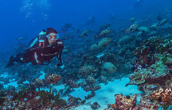Grouper Spawn 6720