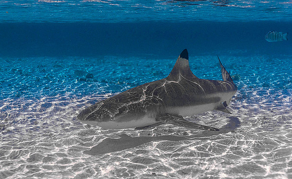 BlackTip Shark 4048