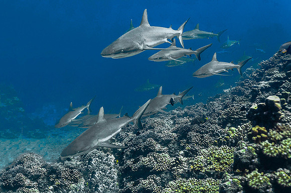 Grey Reef Sharks 4035