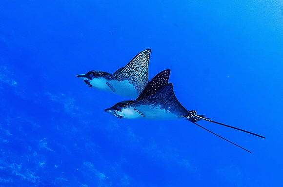 Eagle Rays 6567