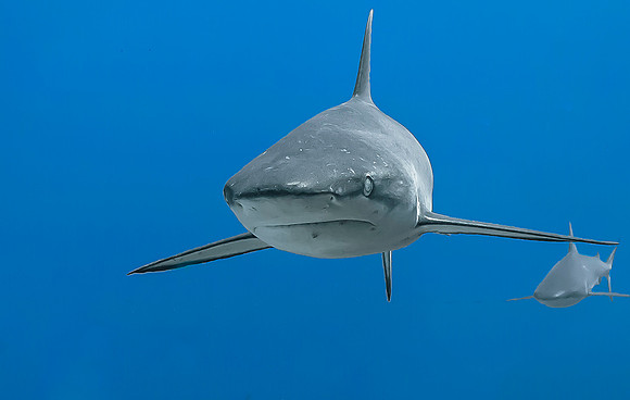 Grey Reef Shark 4021