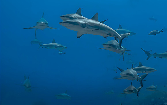 Grey Reef Sharks 4132