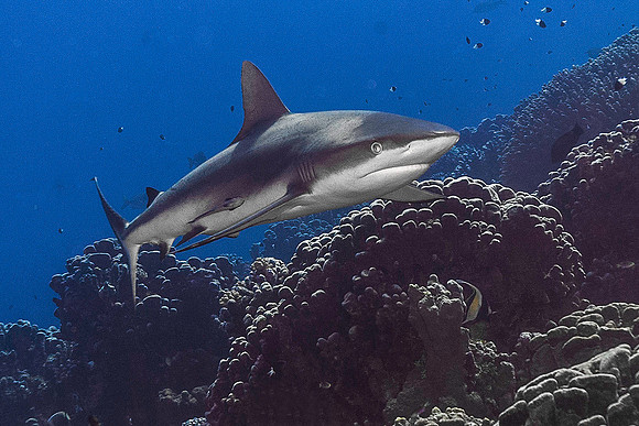 Grey Reef Shark 3938