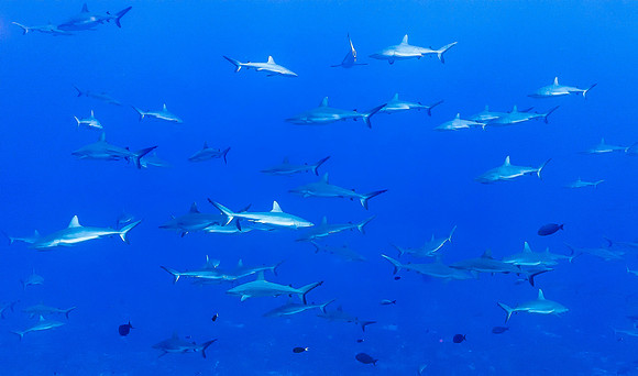Fakarava Gray Reef Sharks 6857