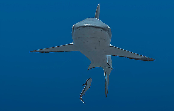 Grey Reef Shark 4154