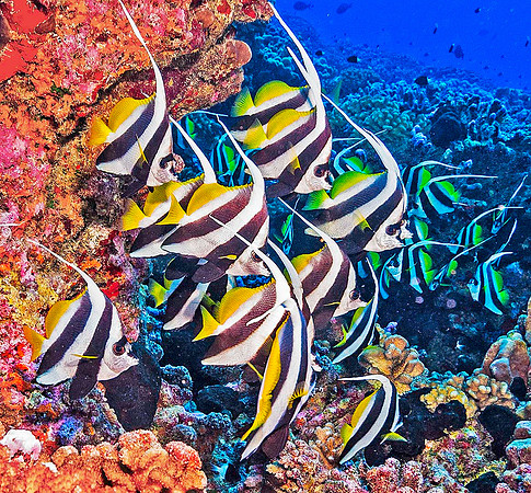Bannerfish 6517