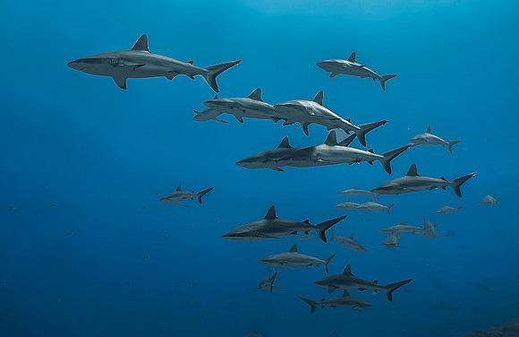 Grey Reef Sharks 4118