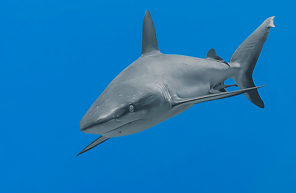 Grey Reef Shark 4019