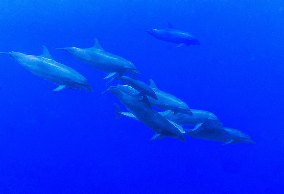Bottlenose Dolphins 6417