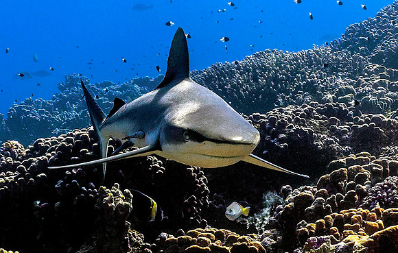 Grey Reef Shark 3939