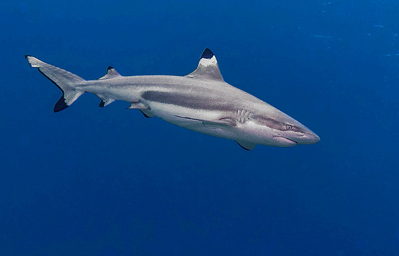 Black Tip Shark 3638