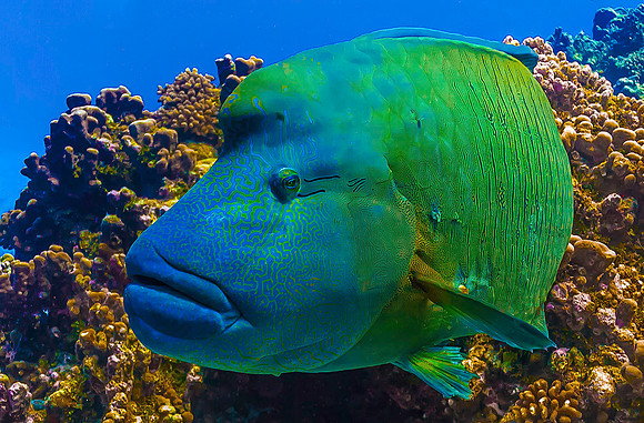 Bumphead Wrasse 4017