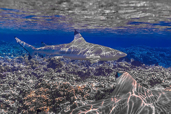 Black Tip Shark 6662