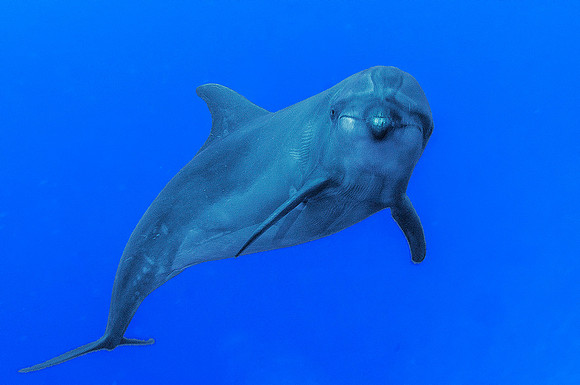Bottlenose Dolphin 6437