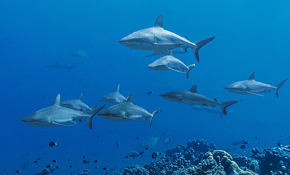 Grey Reef Sharks 3987