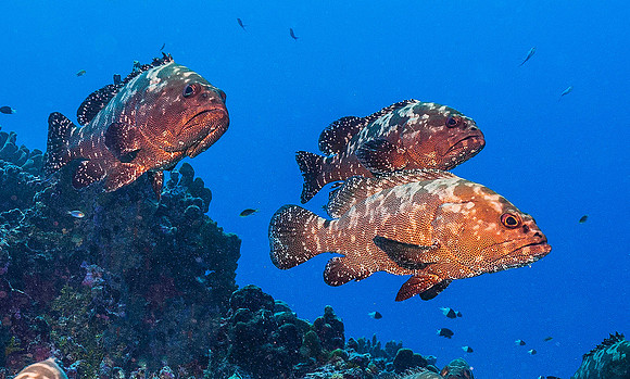 Grouper Spawn 6802